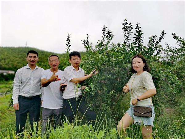 象山80后林一平硕士返乡做农民 成了网红＂蓝莓王＂-图片2