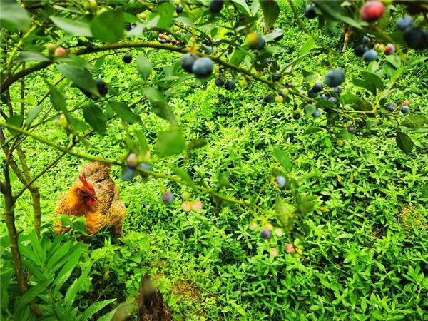 象山80后林一平硕士返乡做农民 成了网红＂蓝莓王＂-图片7