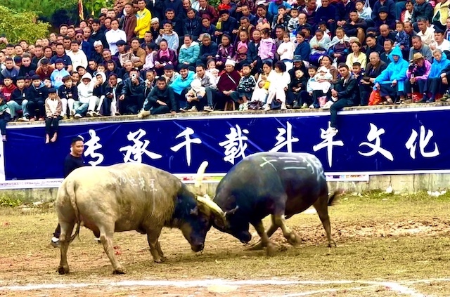 知名侨领马东亚受聘贵州从江县民族民间斗牛协会名誉会长-图片4
