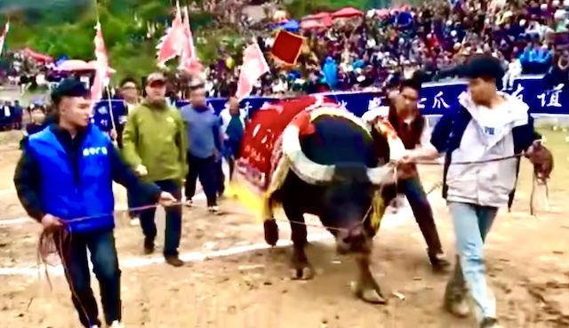 知名侨领马东亚受聘贵州从江县民族民间斗牛协会名誉会长-图片6