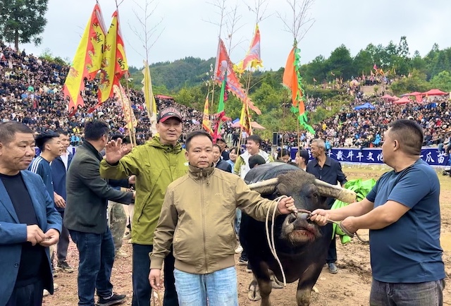 知名侨领马东亚受聘贵州从江县民族民间斗牛协会名誉会长-图片10