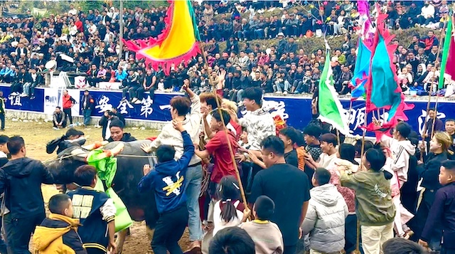 知名侨领马东亚受聘贵州从江县民族民间斗牛协会名誉会长-图片11