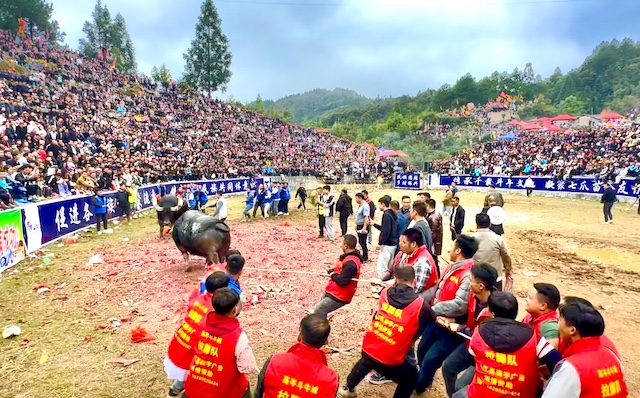 知名侨领马东亚受聘贵州从江县民族民间斗牛协会名誉会长-图片8