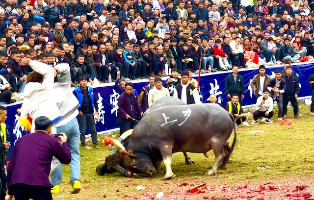 知名侨领马东亚受聘贵州从江县民族民间斗牛协会名誉会长-图片5