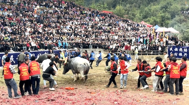 知名侨领马东亚受聘贵州从江县民族民间斗牛协会名誉会长-图片9