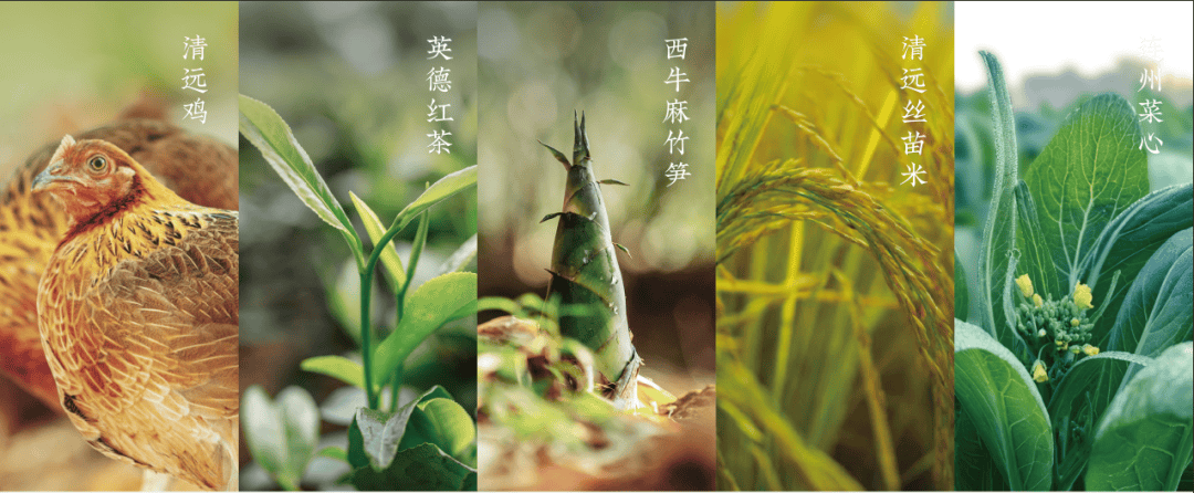 清远要“出圈”了！就因为11月28日这件事……-图片30