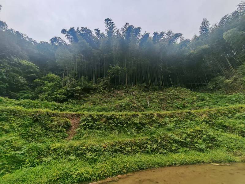 寻香记:在高华瑶寨,与一株草药的千年相遇-图片2
