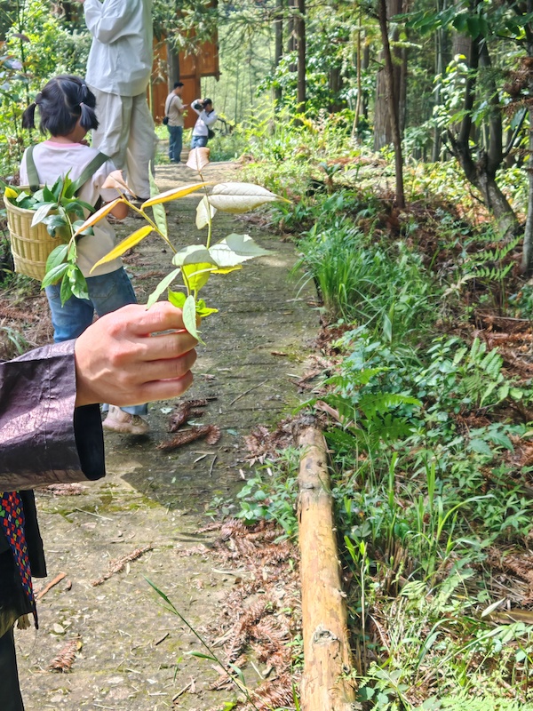 寻香记:在高华瑶寨,与一株草药的千年相遇-图片7