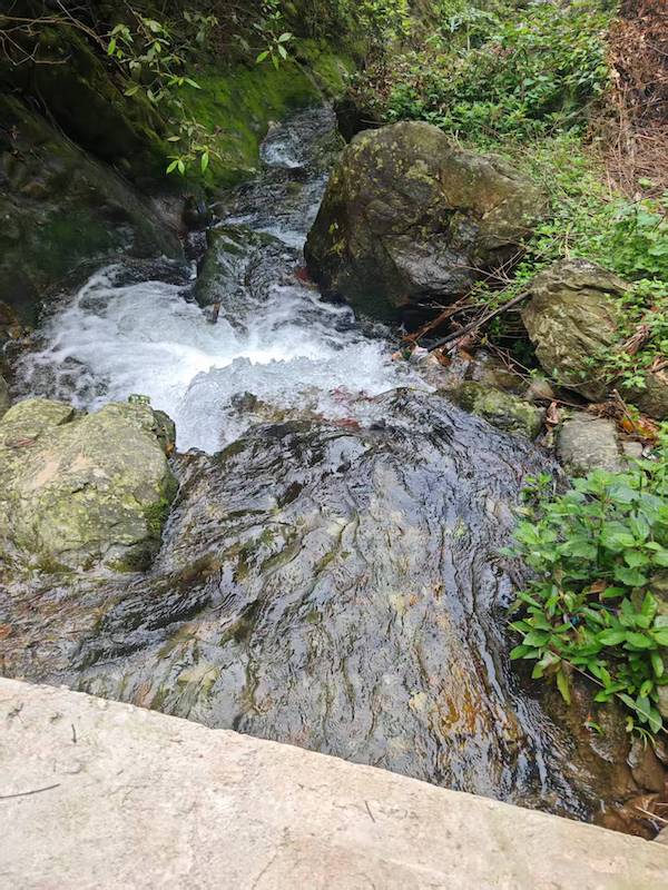 寻香记:在高华瑶寨,与一株草药的千年相遇-图片8