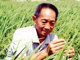 “共和国勋章”获得者——袁隆平