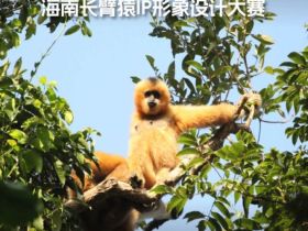 海南长臂猿IP形象设计大赛”正式启动