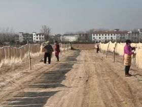 河南太康：粉条变“金条” 搭起致富桥