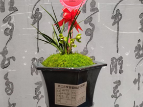 2023“合一杯”兰花王在宁波揭晓