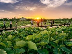五大洲华裔齐聚太湖湾区，访大美鸿山！品吴韵风华！ | “亲情中华•云游湖湾”无锡滨湖特色营系列报道之六