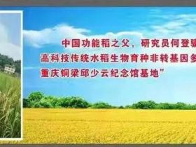 赋予大米新功能-邓泗洲：何登骥水稻新品系