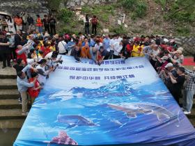 300尾中华鲟幼鱼放流 科技助力“水中大熊猫”重生