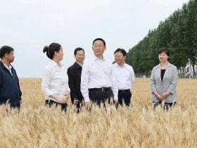 端午当天,河南省委书记走进田间地头看望慰问一线人员并督导调研“三夏”工作