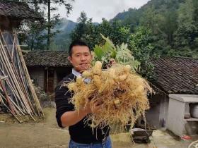 吴奇,青春在“黄精”岁月灼灼绽放