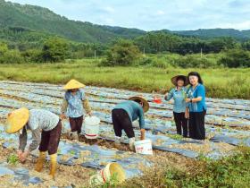 企研社携手破局!粤北荒地种出“功能粮”,共庆第45届国家粮食日